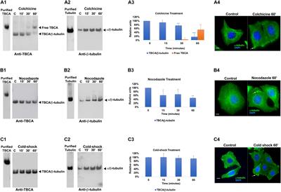 Colchicine Blocks Tubulin Heterodimer Recycling by Tubulin Cofactors TBCA, TBCB, and TBCE